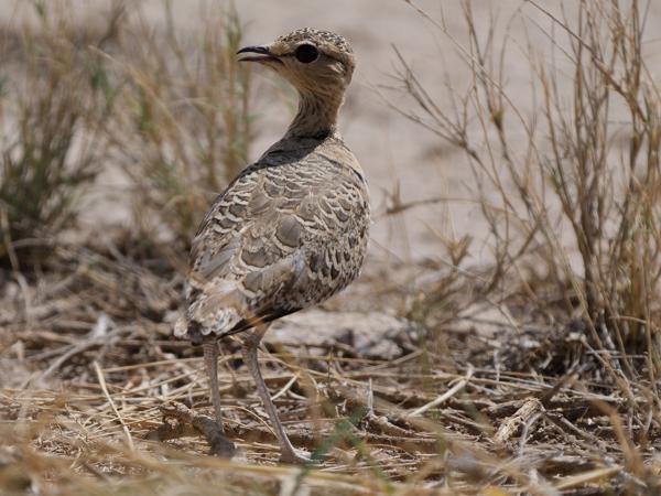 <h3><a href="/trips/tanzania/biota/animalia/chordata/aves/024 charadriiformes/016 glareolidae/rhinoptilus africanus/rhinoptilus africanus-nl.html">Rhinoptilus&nbsp;africanus</a> / Double‑banded&nbsp;courser / Dubbelbandrenvogel</h3>OM-1 Mark II met OLYMPUS M.150-400mm F4.5 TC, 1/2000 sec  bij F5.6, ISO 320, afstand 8.69&nbsp;m